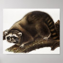 Search for racoon posters Mammal