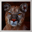 Search for puma mountain cat posters Lion
