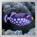 Search for triggerfish posters Underwater