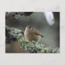 Search for tiny birds postcards Nature