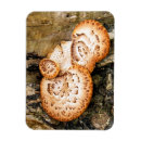 Search for fungus magnets Nature