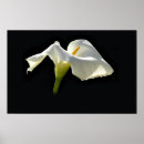 Search for calla posters Easter