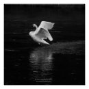 Search for trumpeter swan posters Wildlife