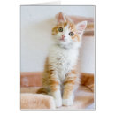 Search for adopted photography Pet