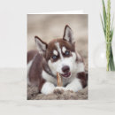 Search for siberian husky cards Puppy