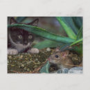 Search for funny mouse postcards Kitten