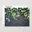 Search for animals photo postcards Baby