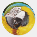 Search for blue and gold macaw stickers Animal