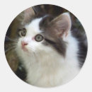Search for whisker stickers Pet