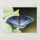 Search for purple blue butterfly postcards Wings