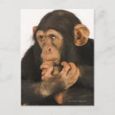 Search for chimpanzee postcards Wildlife