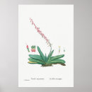 Search for vintage cactus art Cacti