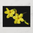 Search for jasmin postcards Flowers