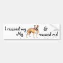 Search for pitbull bumper stickers Pittie