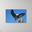 Search for haliaeetus canvas prints Eagle