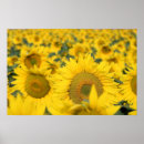 Search for sunflowers nature flowers floral posters Photograph