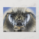 Search for antenna postcards Compound eyes