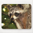 Search for racoons mousepads Nature