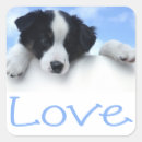 Search for border collies stickers Puppy