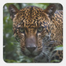 Search for jaguar stickers Cat
