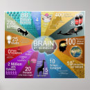 Search for brain anatomy posters Psychology