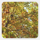 Search for gold maple leaf stickers Nature