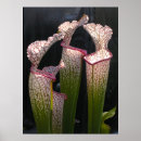 Search for carnivorous posters Pitcher