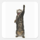 Search for domesticity stickers Cats