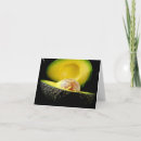 Search for avocados cards Food