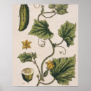 Search for herbals posters Fl 1757 82