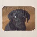 Search for black labrador blankets Dog