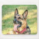 Search for shepard electronics Pet