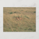 Search for 9 postcards Nature