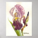 Search for bearded iris Botanical