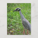 Search for strut postcards Bird