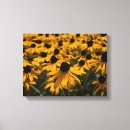 Search for rudbeckia posters Botanical