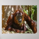 Search for cute monkey photography Primate