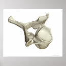 Search for cervical posters Human body part