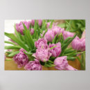 Search for pink tulip posters Nature
