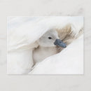 Search for mute postcards Cygnet