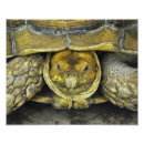 Search for gopher posters Tortoise