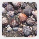 Search for sea scallop stickers Sand
