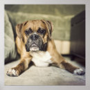 Search for boxer puppy posters Pets