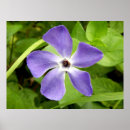 Search for periwinkle posters Flower