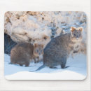 Search for marsupials mousepads Wildlife