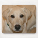 Search for labrador mousepads Retrievers