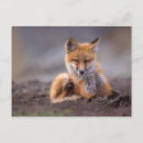 Search for omnivorous postcards Park
