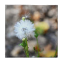 Search for dandelion tiles Plants