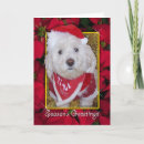 Search for bichon frise christmas cards Puppy