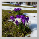 Search for crocuses posters Bloom